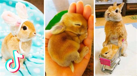 TikTok · asian bunny.